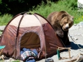 медведь-у-палатки-03