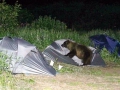 медведь-у-палатки-04