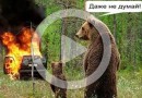 Как мы встретили медведя на Полярном Урале (видео)