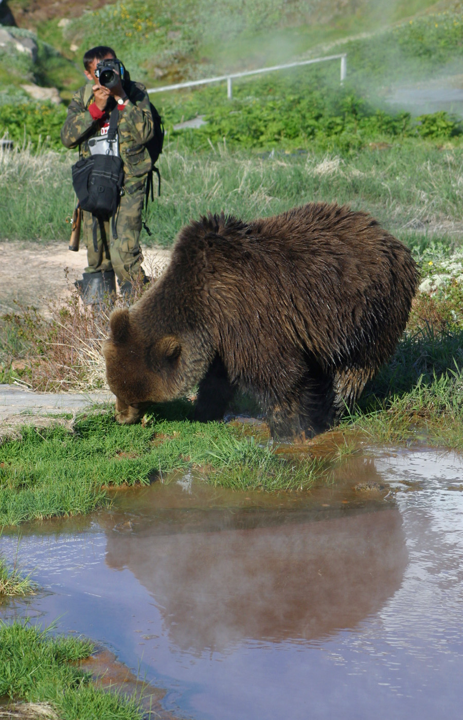 Медведь на Полярном Урале