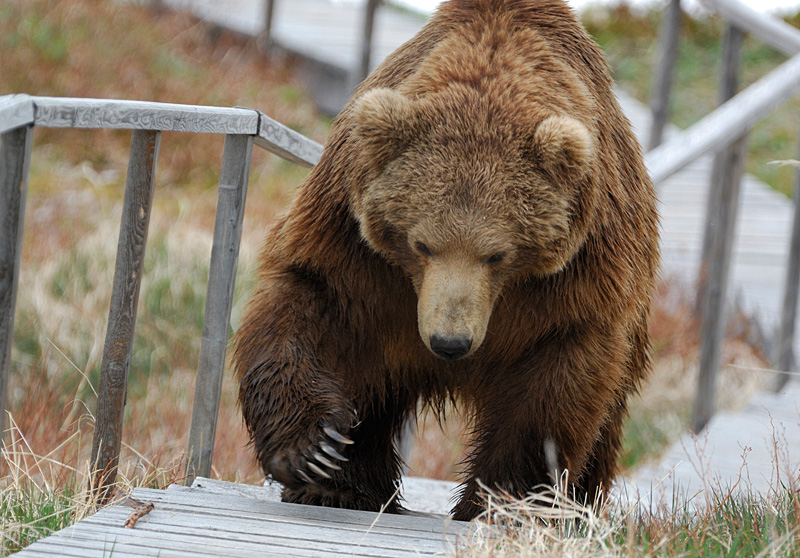 Медведь на Полярном Урале