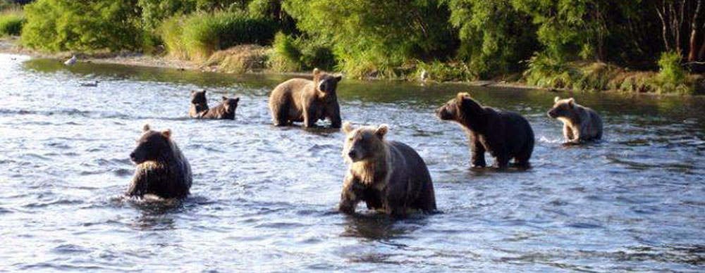 группа-медведей